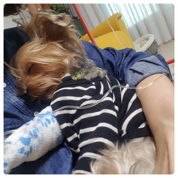 (주)해림후코이단 이미지