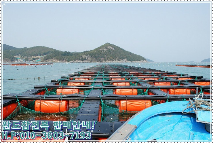 완도참전복 이미지