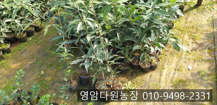 두가시 농장 이미지