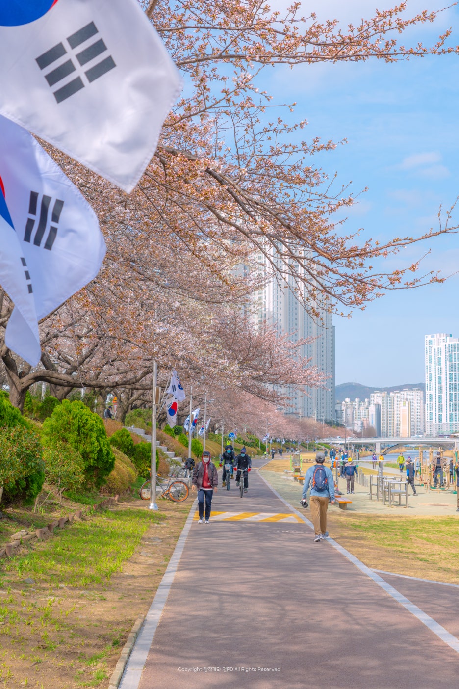 벚꽃포장마차 이미지