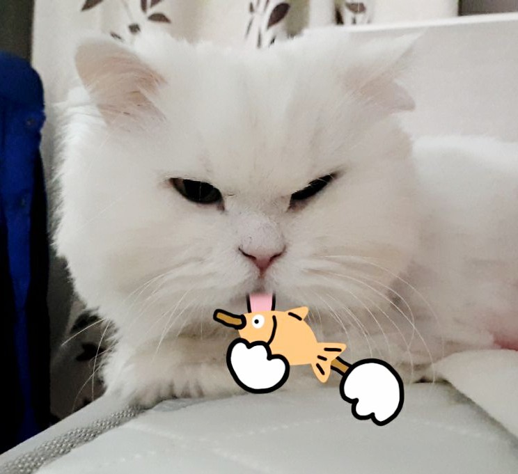 고양이낮잠 이미지