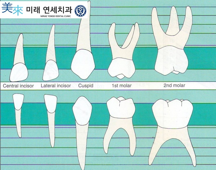 유치나오는 맹출순서와 유치모양이 어떻게 될까요? : 네이버 블로그