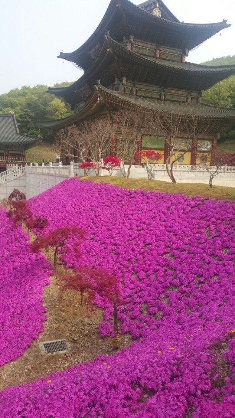 대광사 이미지