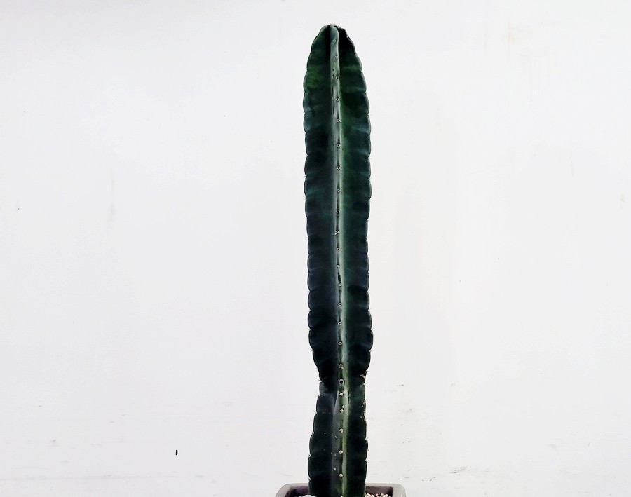 화분나라 이미지