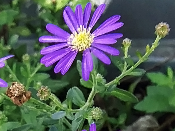 스완리버 이미지