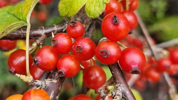 까마귀밥나무 열매, Ribes fasciculatum 까마귀밥여름나무,꼬리까치밥나무,북가마귀밥여름나무 Ribes ...