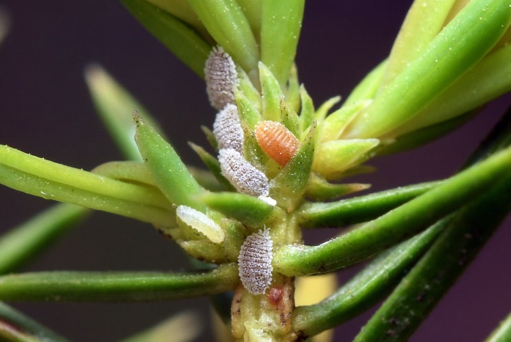 소나무가루깍지벌레 Crisicoccus Pini - 노간주나무 : 네이버 블로그