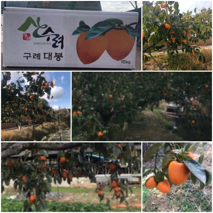 과일애제주 이미지
