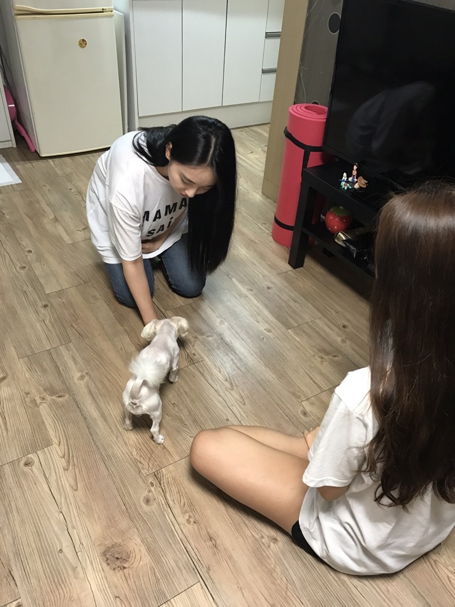 해피독반려견방문교육 이미지