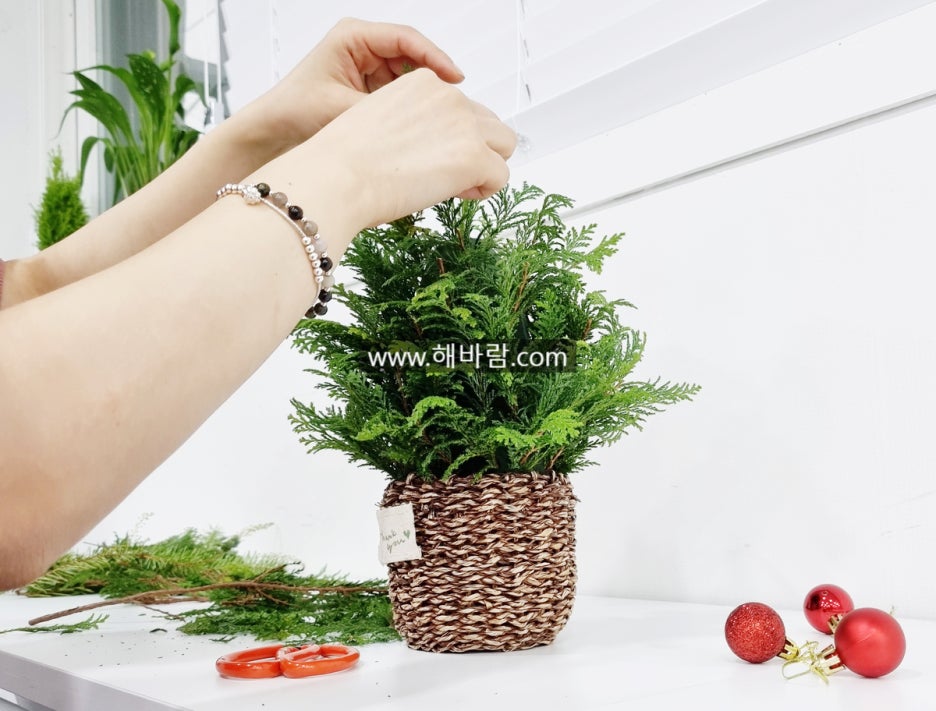 힐링트리 이미지