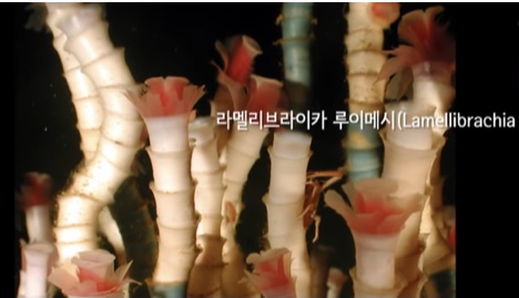 코이피쉬 이미지