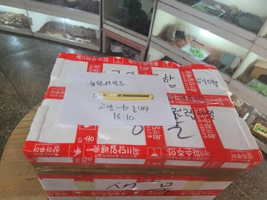 커먼와일드 이미지