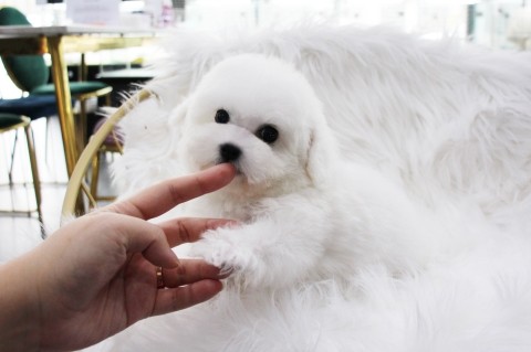 호야트레이드 이미지