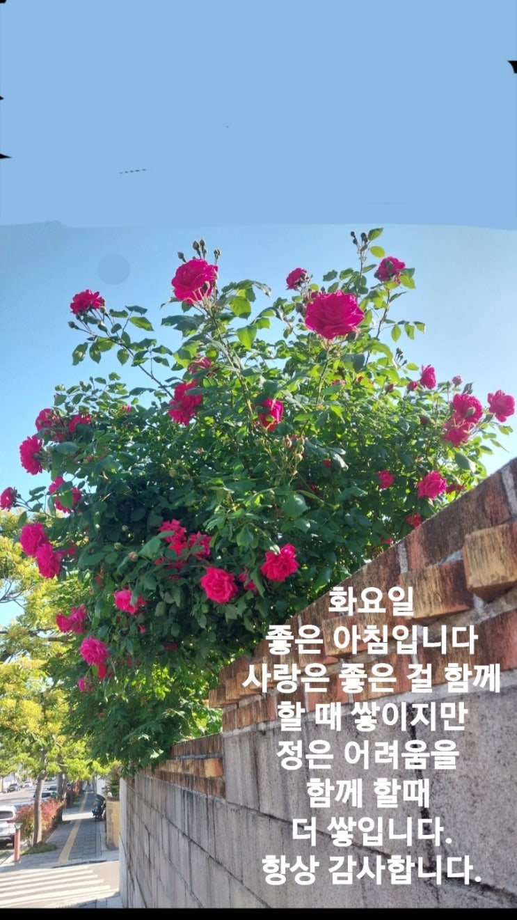 꽃집화요일 이미지