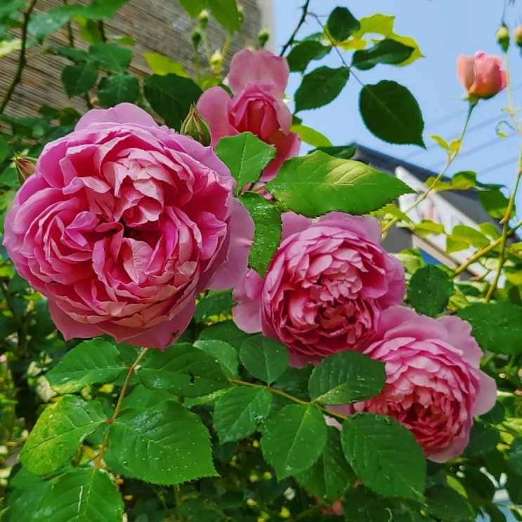 꽃답다 이미지