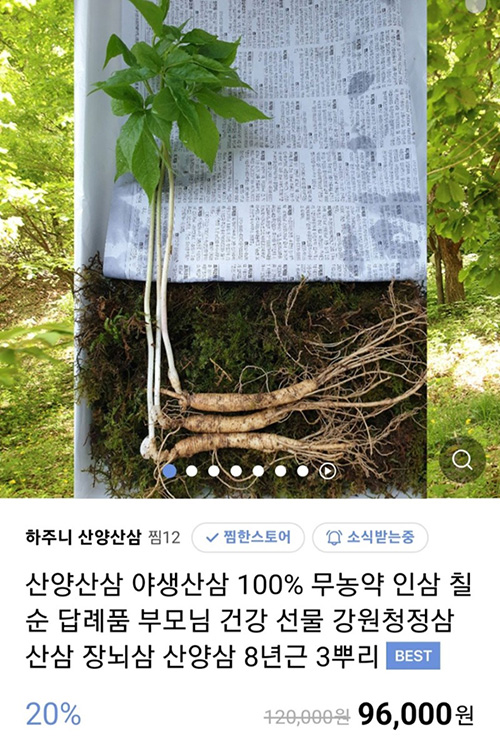 강원산양산삼 이미지
