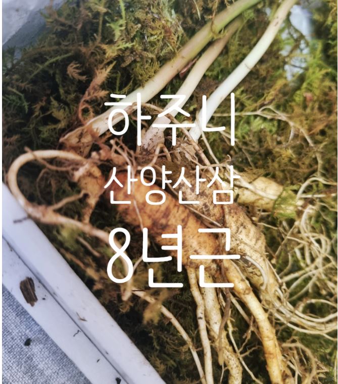 강원산양산삼 이미지
