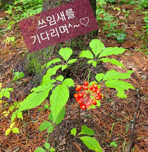 강원산양삼 이미지