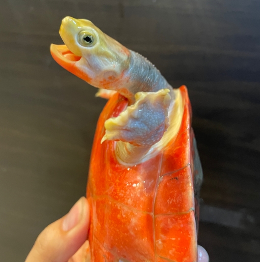 핑크벨리 이미지