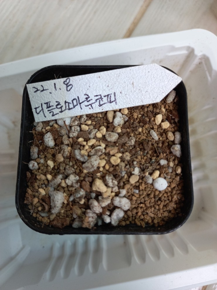 대지사 이미지