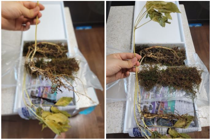 강원산양산삼 이미지