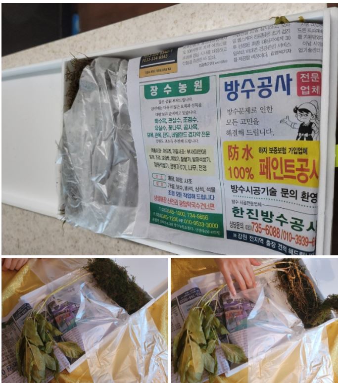 강원산양산삼 이미지