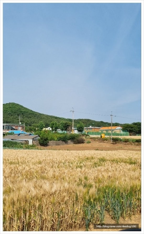 옹정초등학교 이미지