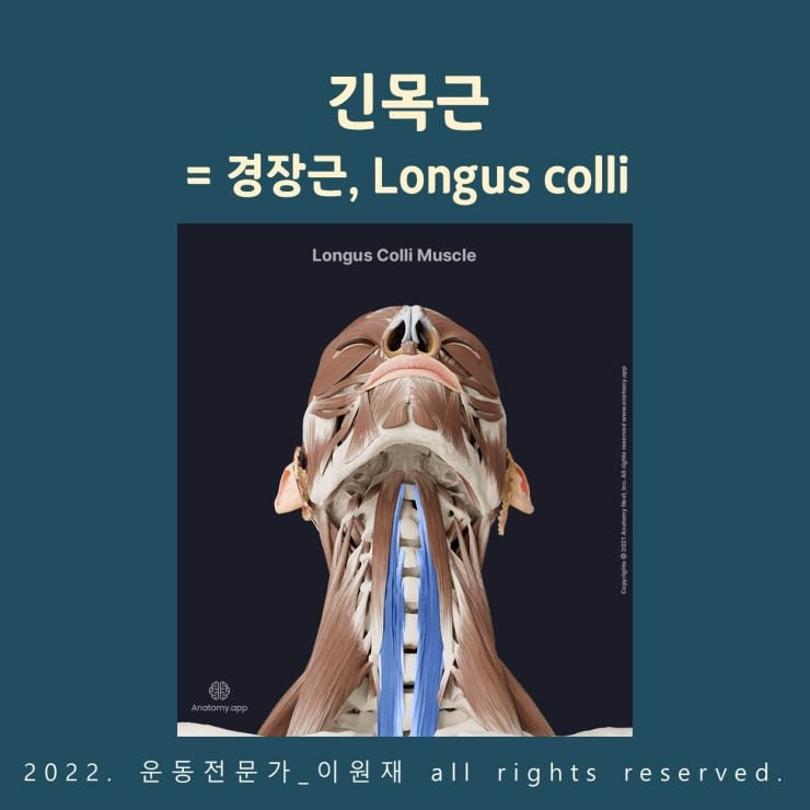 [근육학] 긴목근= 경장근, Longus colli : 네이버 블로그