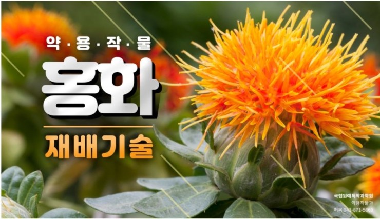 약용작물 홍화 재배 기술 : 네이버 블로그