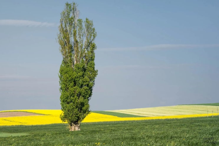포플러(poplar) 이미지
