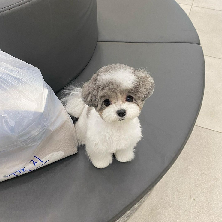 영양족발 이미지