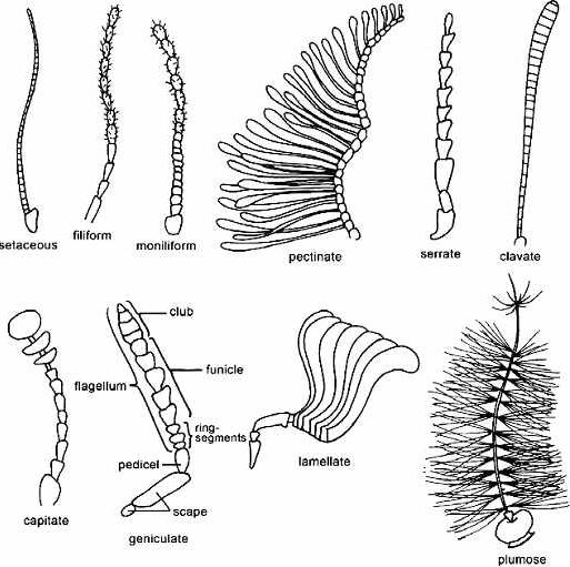 곤충의 더듬이 모양 네이버 블로그
