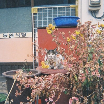 정동상회 이미지