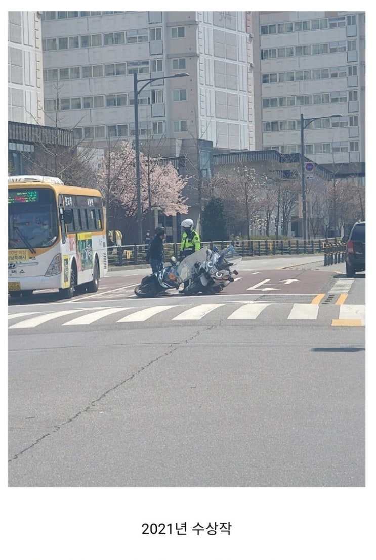 딸리 이미지