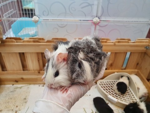 릴라잉글리쉬 이미지