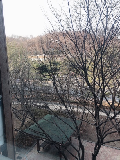 민들레수선 이미지