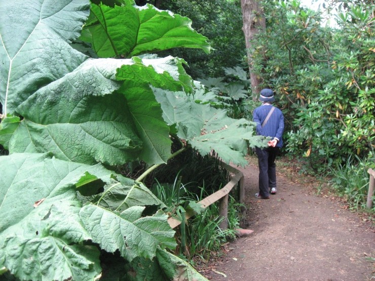 부쉬(bush) 이미지