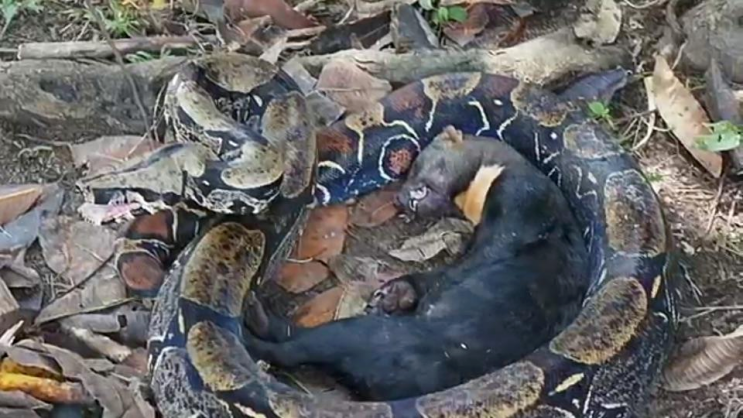 타이라(Tayra) 이미지