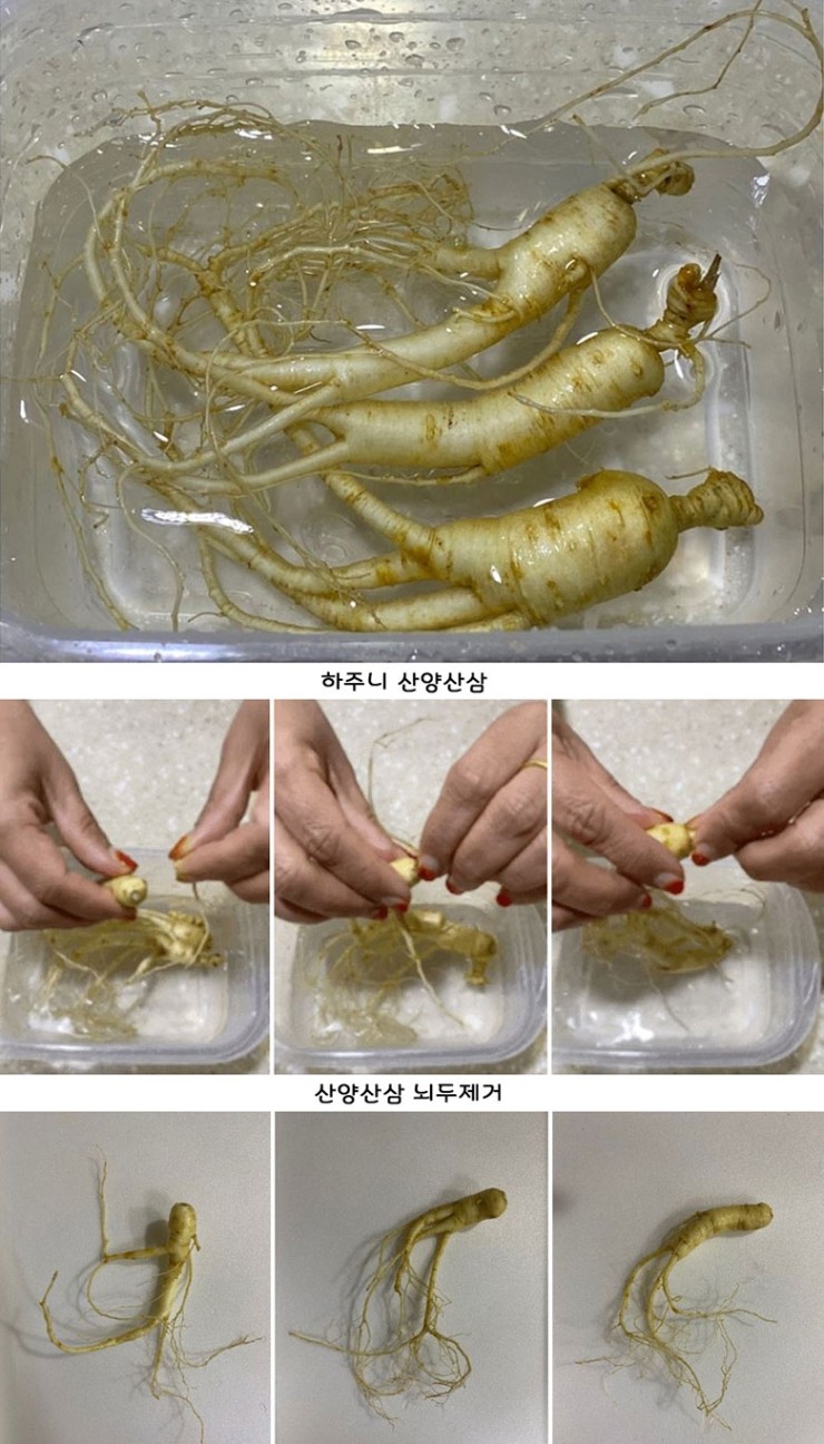 강원산양산삼 이미지