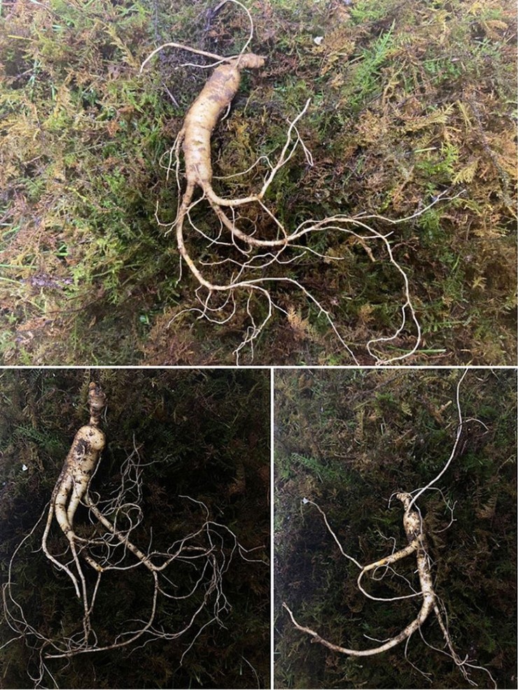 강원산양산삼 이미지
