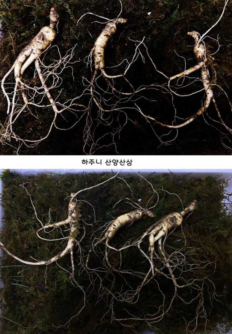 강원산양산삼 이미지
