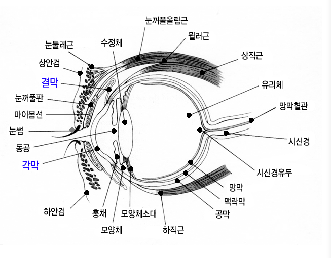 Q&A 짝눈과 앞트임 수술에 의한 흉터