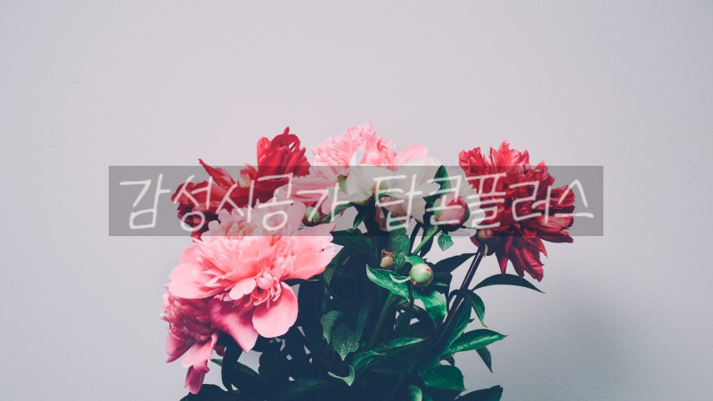 프리미엄틴팅샵 이미지