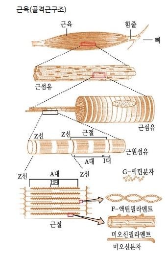 턴핏 이미지