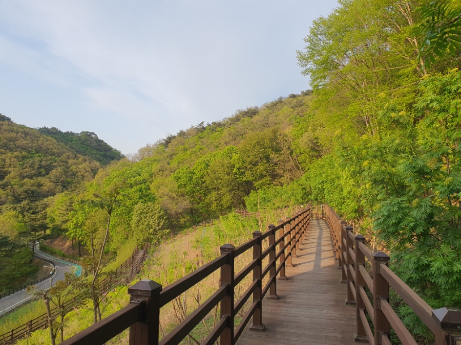 제천 치유의 숲 이미지
