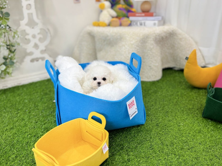 순창애견용품 이미지