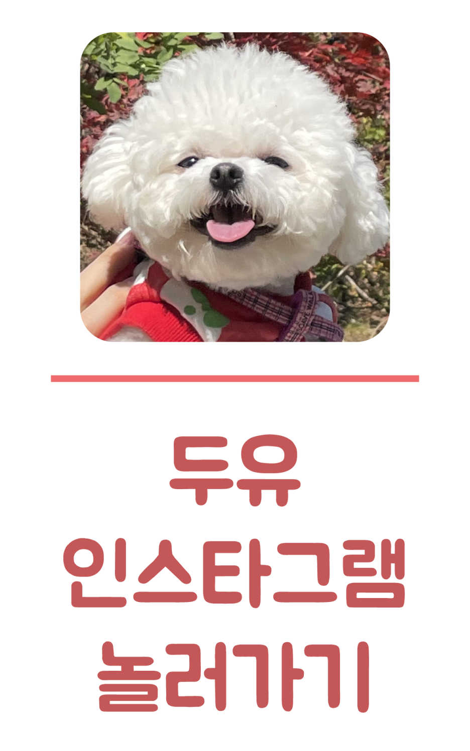 멍글멍글펫글램핑 이미지