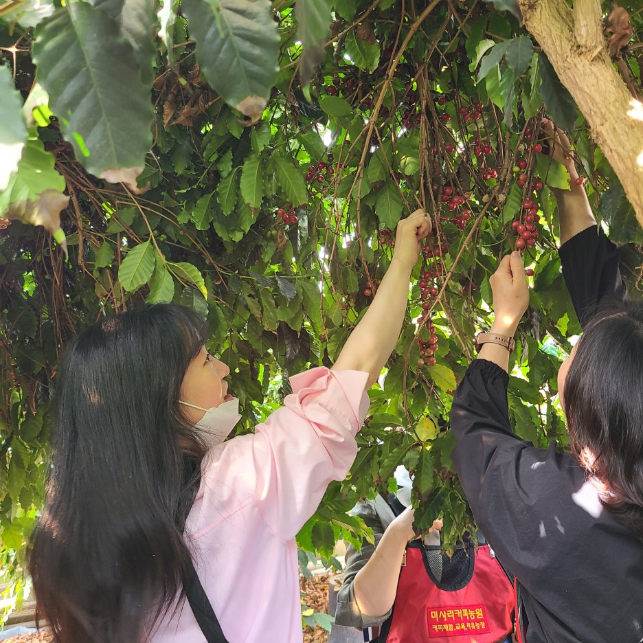 브로콜리 지역정보 관련 사진 3