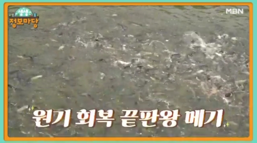 메기대감 이미지
