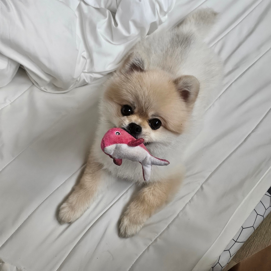 타코비 이미지